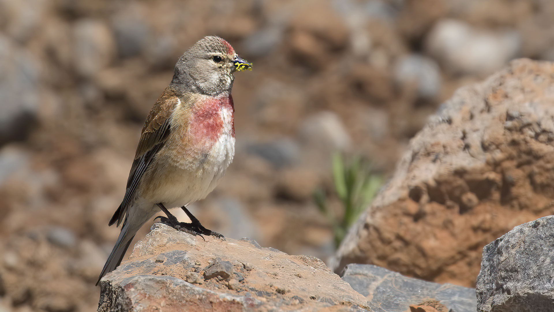 Eurasian Linnet